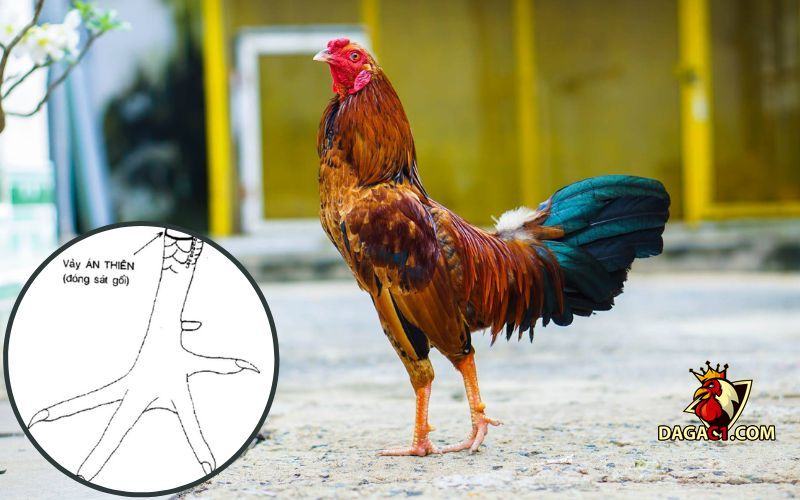 Các loại vảy gà