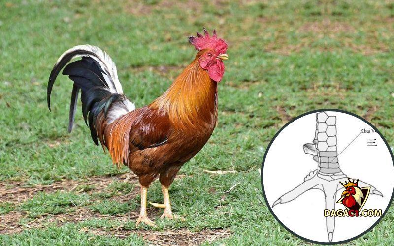 Các loại vảy gà
