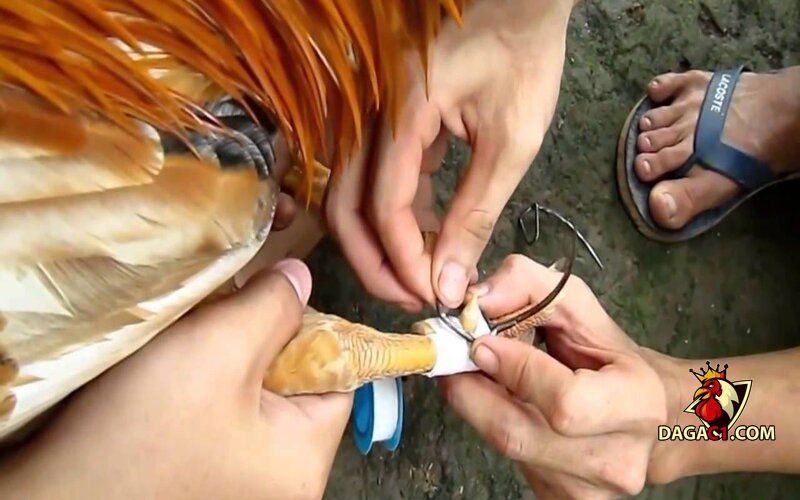 cách chăm sóc gà chọi sau khi đá về