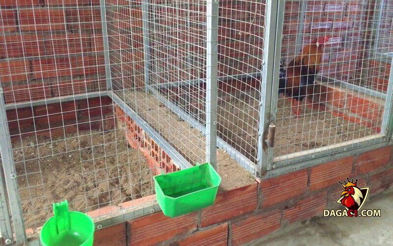cách chăm sóc gà chọi sau khi đá về
