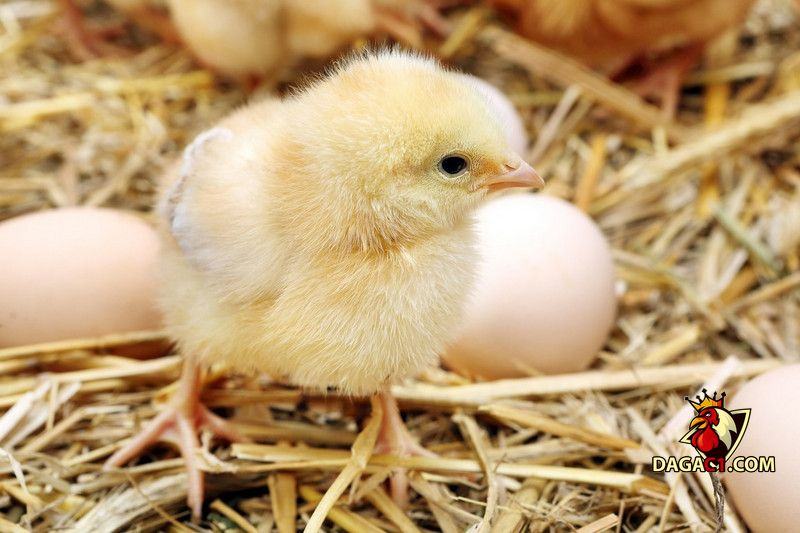 Cách chăm sóc gà con mới xuống ổ