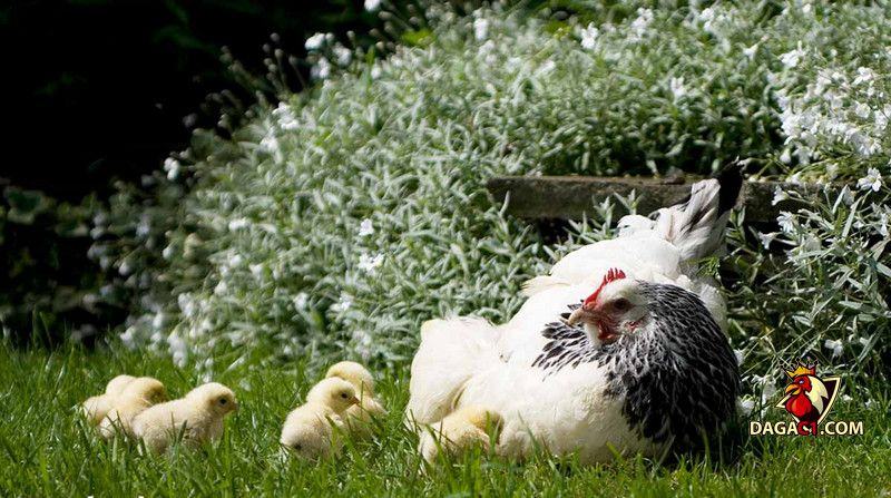 Cách chăm sóc gà con mới xuống ổ