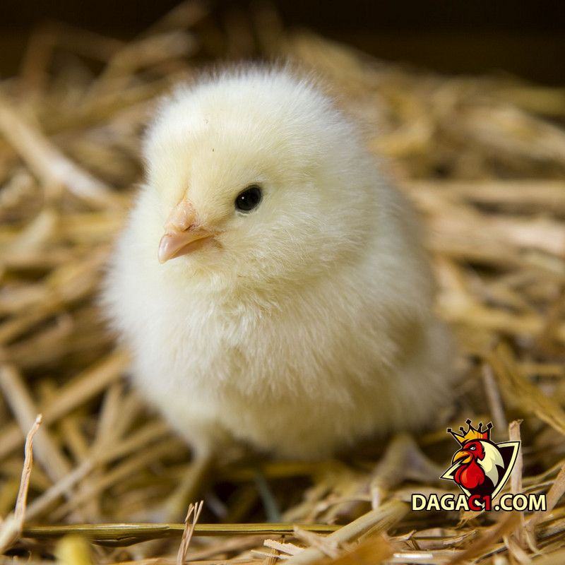 Cách chăm sóc gà con mới xuống ổ