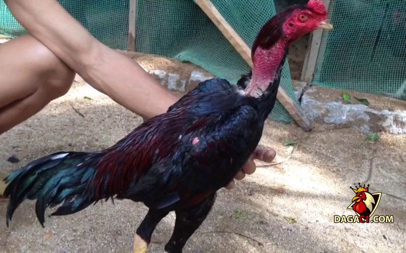 Cách chăm sóc gà sau khi đá về