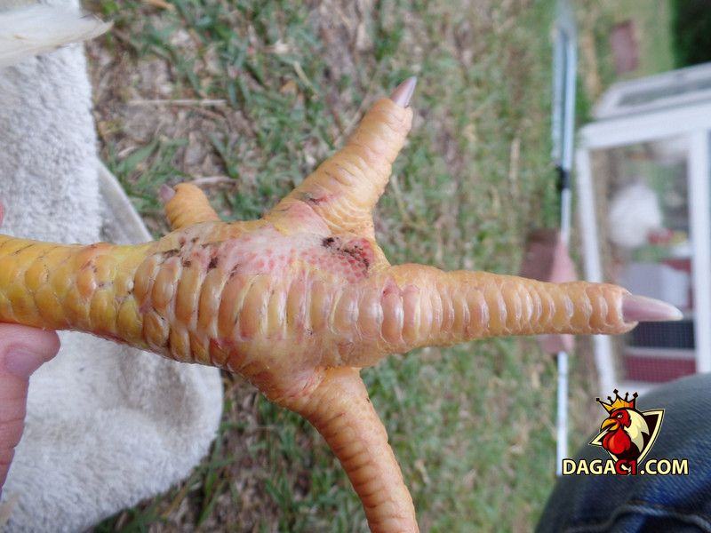 cách chữa gà bị đau chân