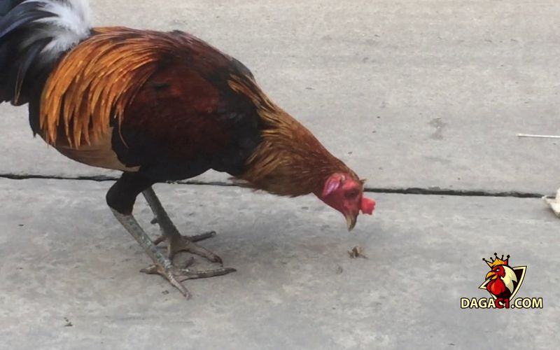 Cách chữa gà chọi bị mất gân