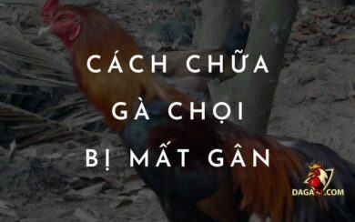 Cách chữa gà chọi bị mất gân