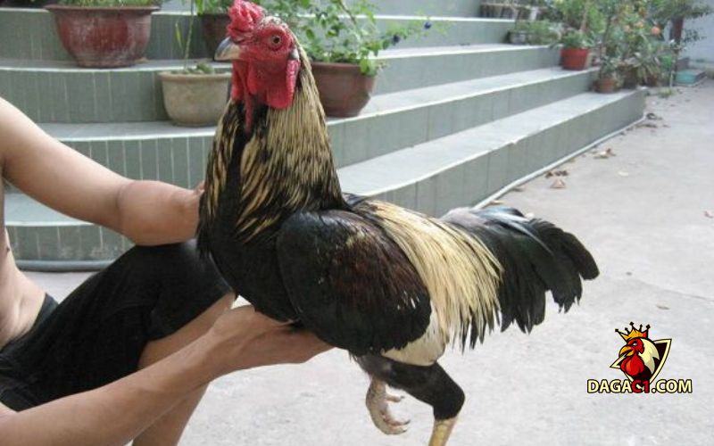 Cách chữa gà chọi bị mất gân