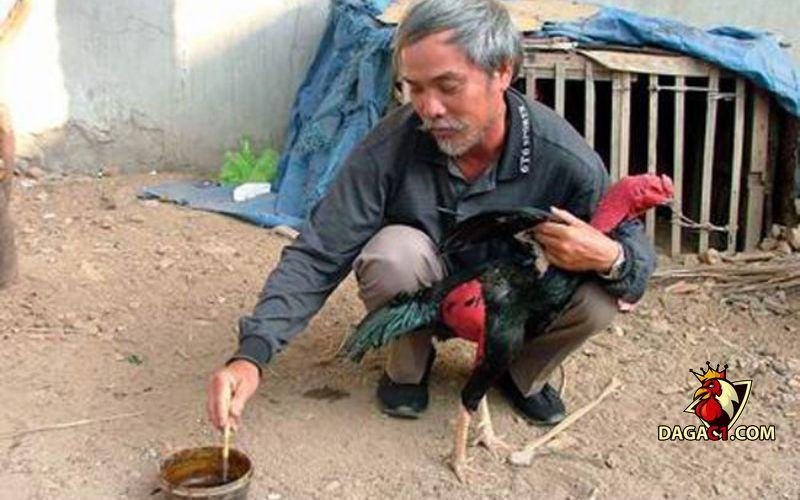 Cách chữa gà chọi bị mất gân