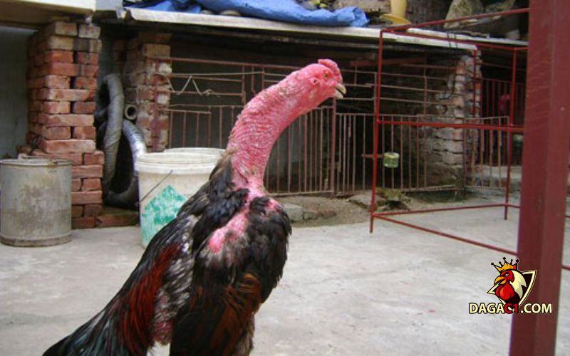 cách chữa mốc cho gà chọi