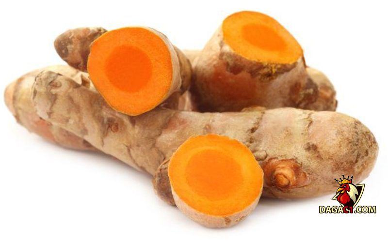 cách chữa mốc cho gà chọi