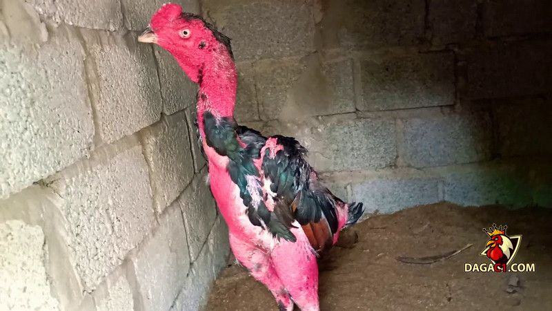 Cách giúp gà tơ mọc lông nhanh