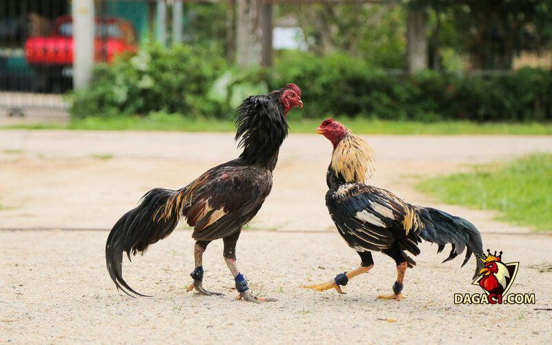 Cách làm cổ gà chọi to