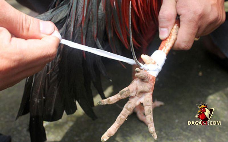 Cách mài cựa gà