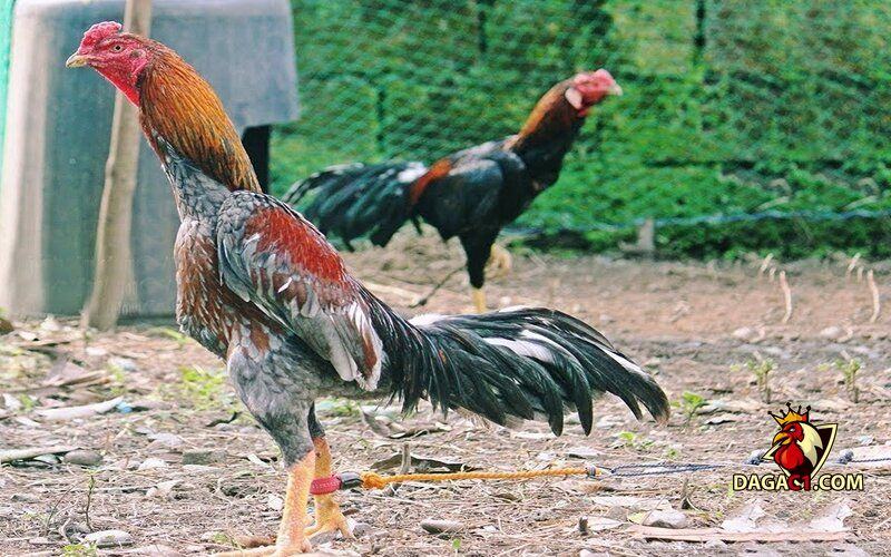 Cách nhận biết gà Asil