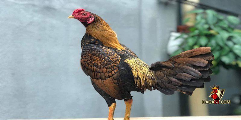 cách nhận biết gà cuban