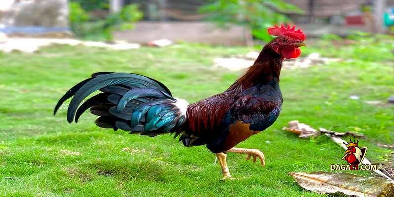 cách nhận biết gà cuban