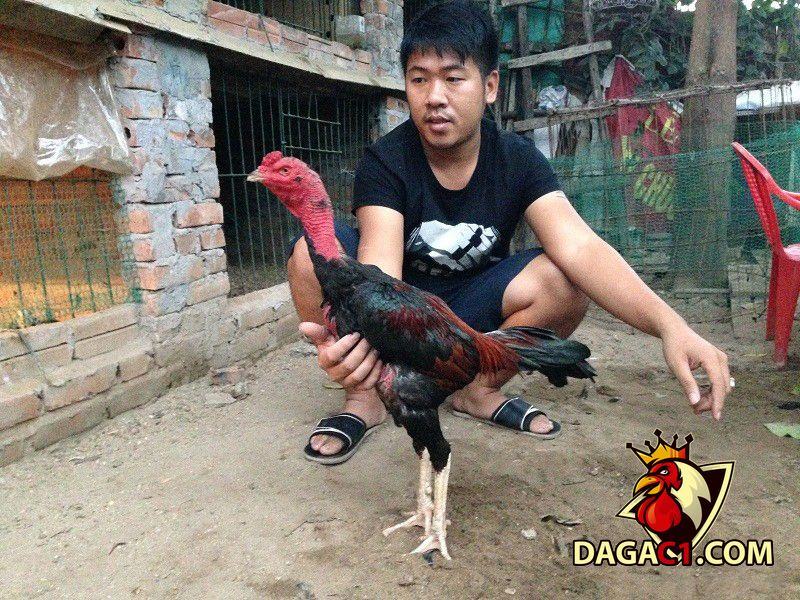 Cách nuôi gà đá bị gãy cánh