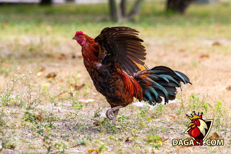 Cách nuôi gà đá bị rót