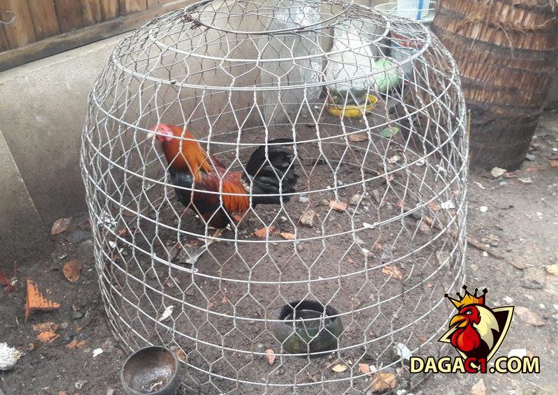 Cách nuôi gà đá bị rót