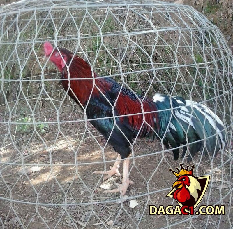 Cách nuôi gà đá bị rót