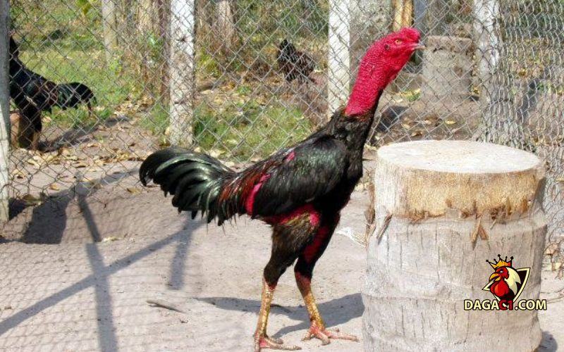 cách nuôi gà đá bị suy