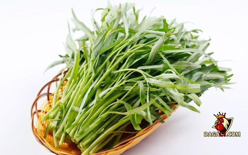 cách nuôi gà đá bị suy