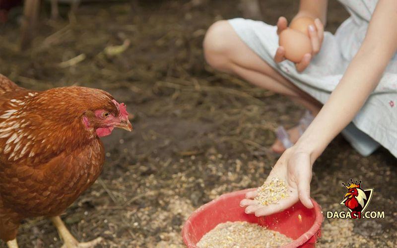 cách nuôi gà đá cựa sắt