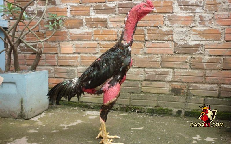 cách nuôi gà đá cựa sắt