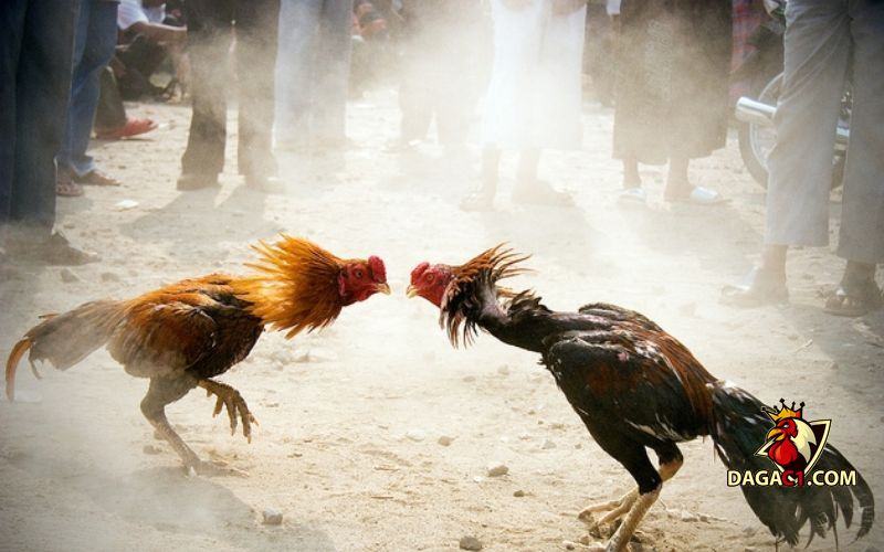 cách nuôi gà đá cựa sắt