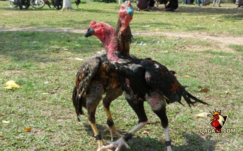 Cách nuôi gà đá mau có lực