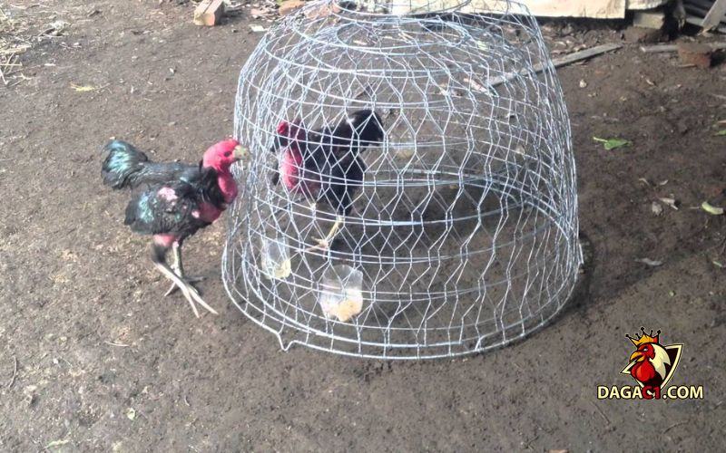 Cách nuôi gà đá mau có lực