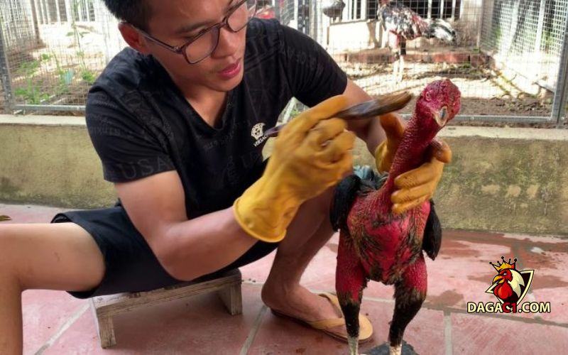 Cách nuôi gà đá mau có lực