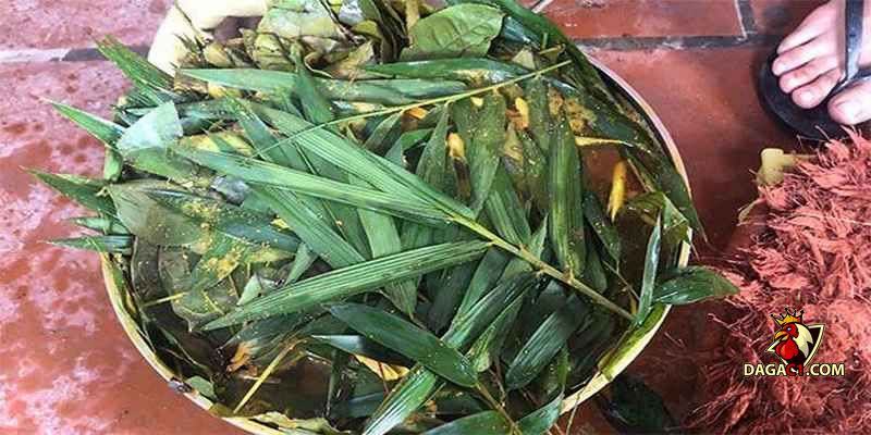 Cách om gà chọi