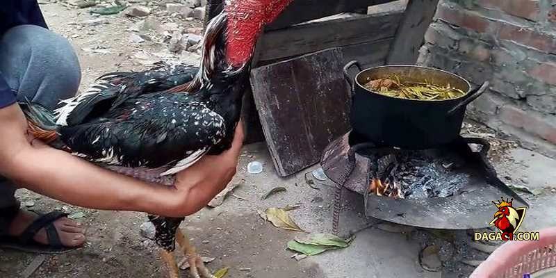 Cách om gà chọi