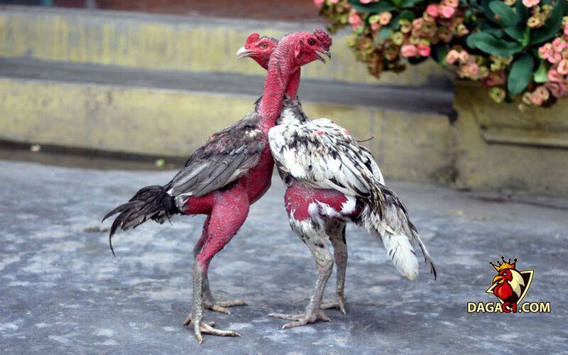 cách vần gà chọi tơ