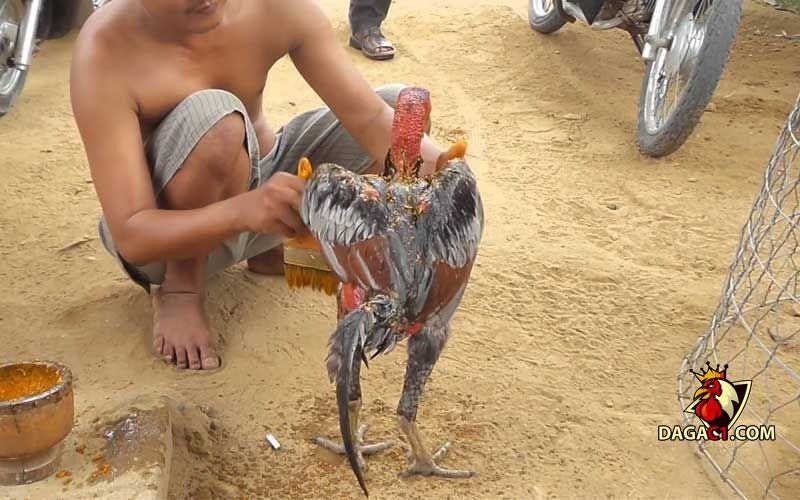 cách vần gà chọi tơ