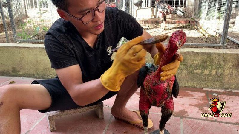 Cách vào nghệ cho gà chọi