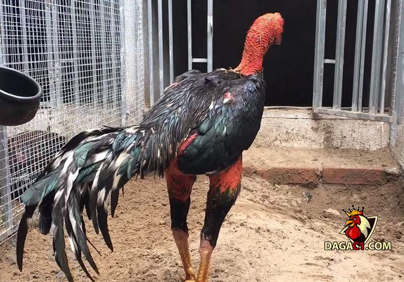 Cách vào nghệ cho gà chọi