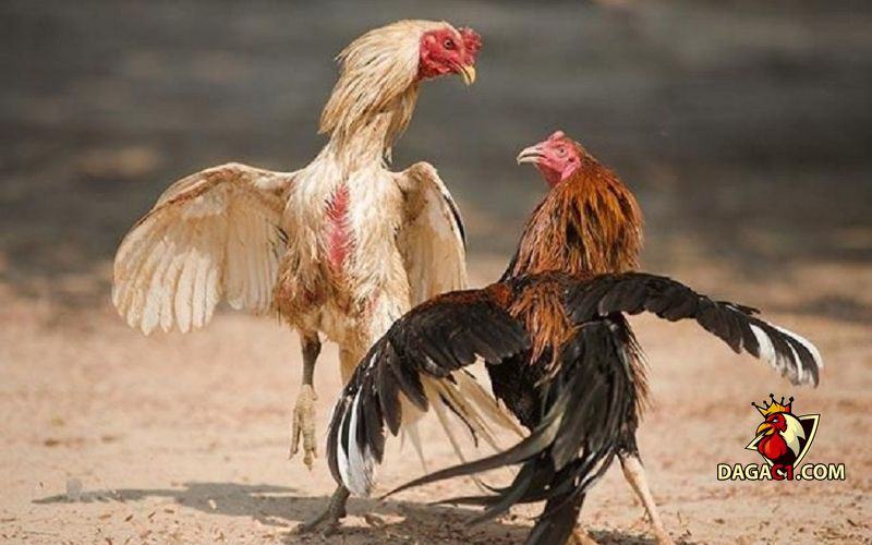 Cách vô mồi cho gà đá