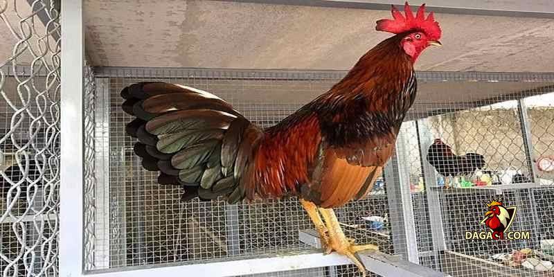 Cách vô nghệ cho gà đá cựa sắt