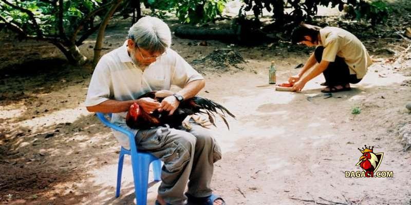 Cách vô nghệ cho gà đá cựa sắt