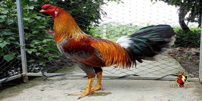 Cách vô nghệ cho gà đá cựa sắt