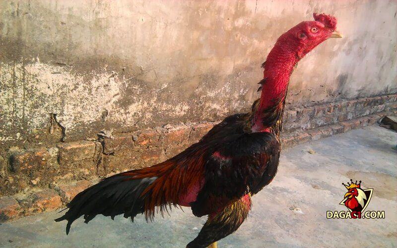 Cho gà ăn gì để lông mượt