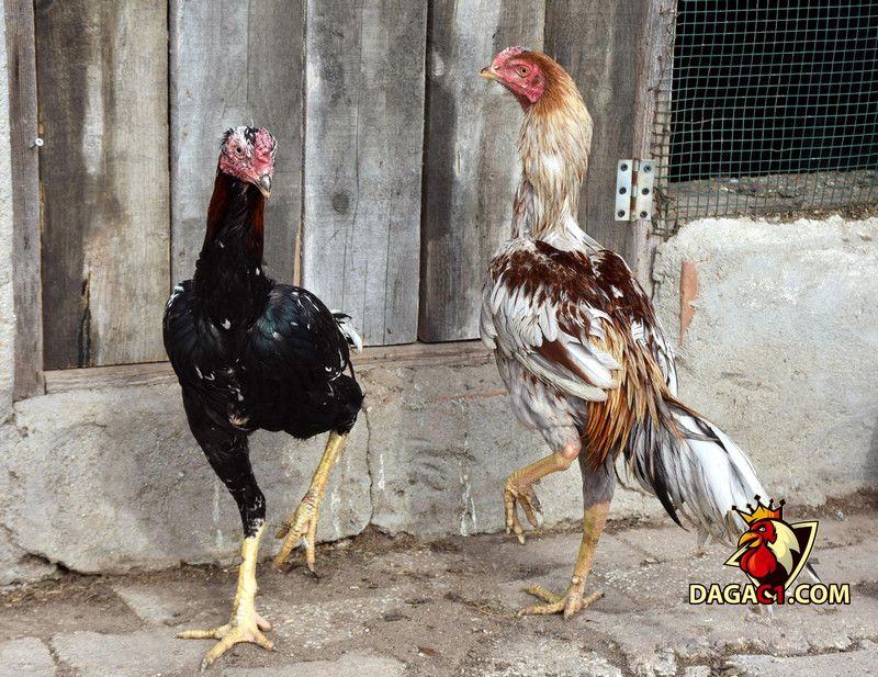 Đá gà đòn miền Bắc