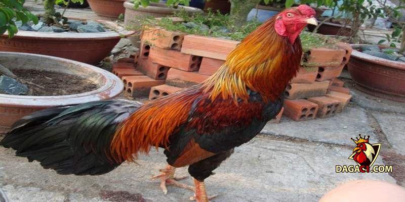 đặc điểm gà Cao Lãnh