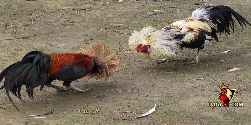 đặc điểm gà Cao Lãnh