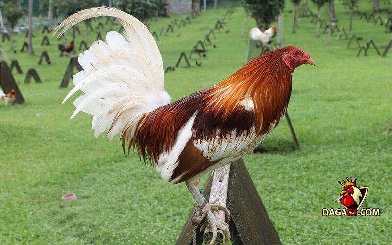đặc điểm gà chọi Mỹ
