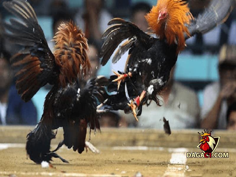 đặc điểm gà chọi Mỹ