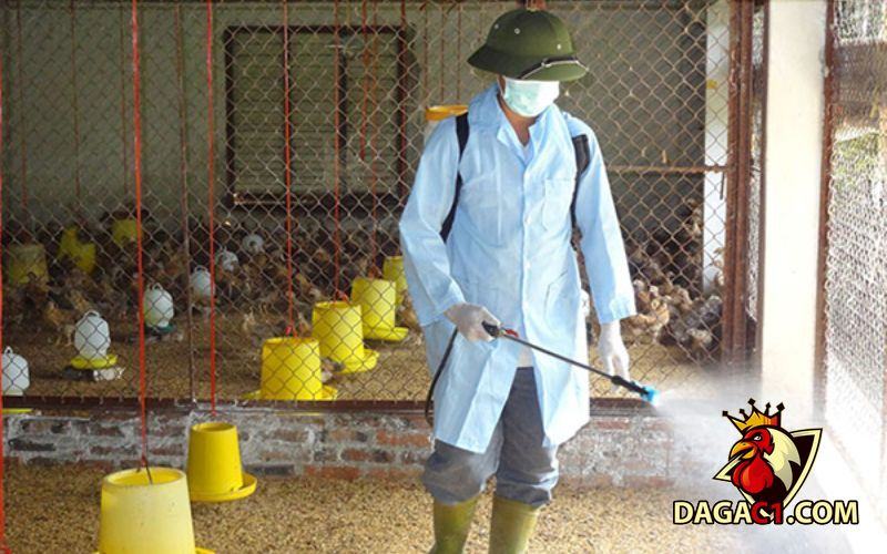 Gà bị sủi bọt ở mắt